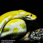 burmese-python-2011