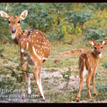 chital-deer-2020-yala-national-park-(3)