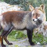 red-fox-2007-arrabida-(4)