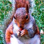 red-squirrel-2015-green-park-(3)