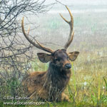 sambar-deer-2020-keoladeo-national-park-(7)