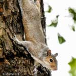 squirrel-2015-green-park-(8)