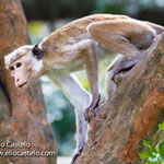 toque-macaque-2020-yala-national-park-(5)