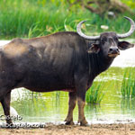water-buffalo-2020-yala-national-park-(8)