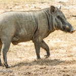 wild-boar-2020-yala-national-park-(1)