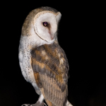 barn-owl-2021-lezirias-(25)