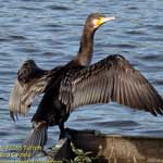 great-cormorant-2018-(120)