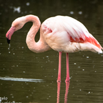 greater-flamingo-2021-camargue-(24)