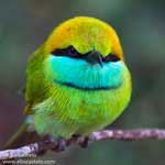 green-bee-eater-2020-(6)